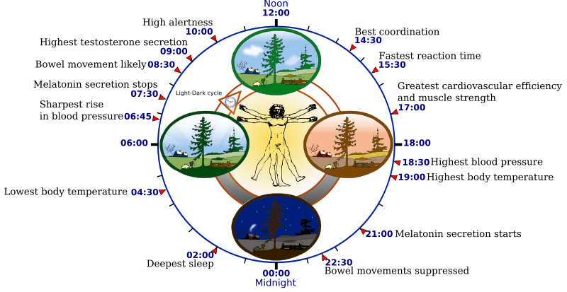 Human Biological Clock