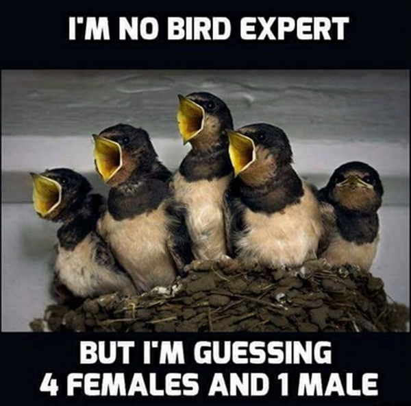 Birds in Nest