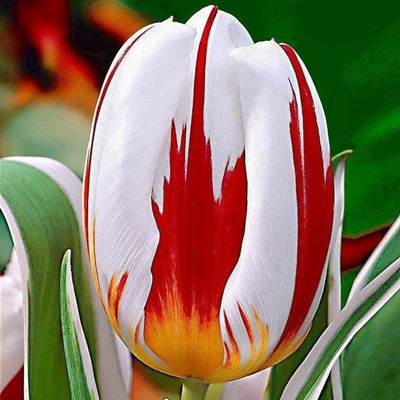 Sesquicentennial Tulip