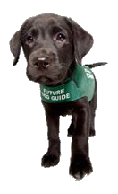 Future Dog Guide
