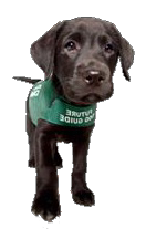 Future Dog Guide