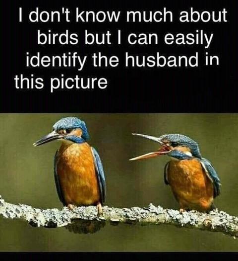 Male & Female Bird